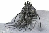 Double Spiny Quadrops Trilobite Specimen - Ofaten, Morocco #255575-6
